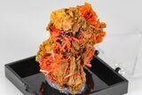 Bright Orange Crocoite Crystal Cluster - Tasmania #182664-1